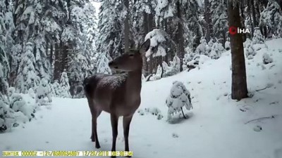 habitat -  Karla kaplı ormanda drone ile geyikleri böyle görüntülediler  Videosu