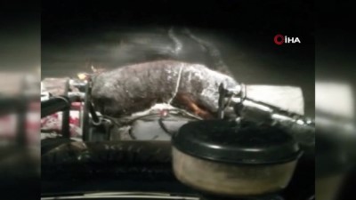 mahsur kaldi -  Kaybolan ineği ararken az daha donuyorlardı Videosu