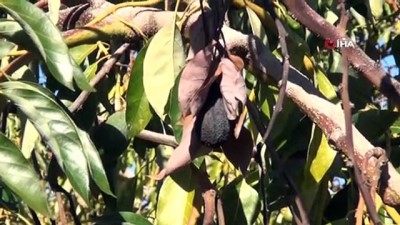 mantar hastaligi -  Avokadoyu hastalık vurdu rekolte 5'te bir oranında düştü  Videosu