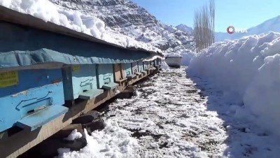 gunesli hava -  Şırnak'ta arıcıların zorlu kış mesaisi devam ediyor  Videosu