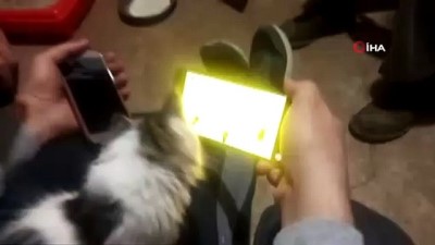 kahkaha -  Kedinin cep telefonundan fare ile oyunu ilginç görüntüler oluşturdu  Videosu