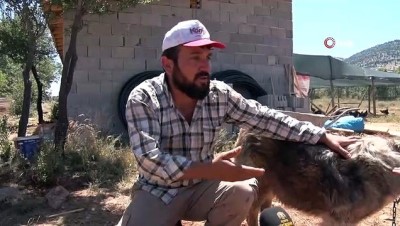 hayvan severler -  Konya'daki “Gönüllü Hayvan Dostları Projesi” Türkiye’ye örnek oluyor  Videosu
