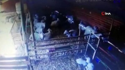 ilyaslar -  Koyunların depreme tepkisi güvenlik kamerasında  Videosu