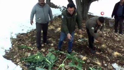hayvan -  Mersin'de yaban hayvanları için doğaya yem bırakıldı  Videosu