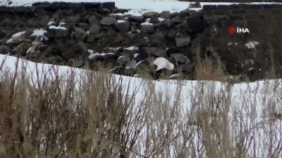 kervan -  Göç edemeyen leylekler Kars’ta kaldı  Videosu