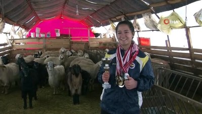 hayvan -  Koyunları kovalayarak başladı, şimdi madalyaya doymuyor Videosu