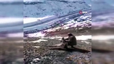  Zehirlenen kızıl akbaba tedavi altına alındı 