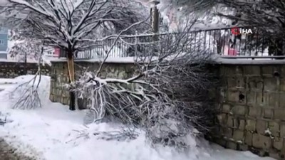  Yoğun kar çok sayıda ağacın kırılmasına neden oldu 