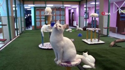 fizyoloji -  160 yavru 'Van kedisi' sahiplendirildi  Videosu