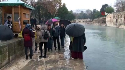 peygamberler sehri -  Balıklıgöl'e gelen vatandaşlar yağmurlu havada balıkları şemsiye altında besledi  Videosu