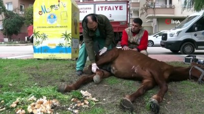 agri kesici -  Dere kenarına terk edilen at tedavi edilecek  Videosu