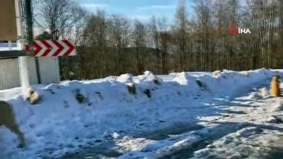 bulduk -  Uludağ'daki kar ve soğuk sokak hayvanlarını vurdu  Videosu