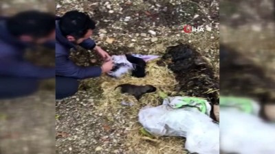 sparta -  Yol kenarına atılmış çuval içerisindeki yeni doğmuş yavru köpekleri vatandaşlar kurtardı Videosu