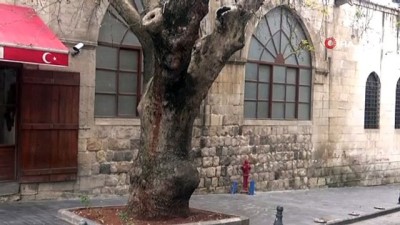  250 yıllık Tarihi Çınar Ağacı Akcurun Caddesine renk katıyor 