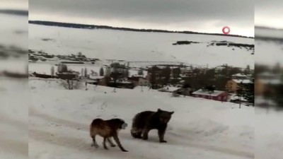  Aç kaldığı için ilçe merkezine inen boz ayının köpeklerle imtihanı 