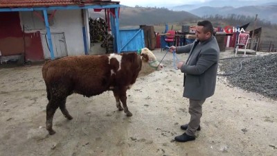  Boğanın sırtındaki 'ay-yıldız' deseni, görenleri şaşırtıyor 