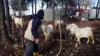  Keçi ile çobanın dostluğu yürekleri ısıtıyor 