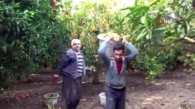  Narenciyenin başkentinde güle oynaya hasat 
