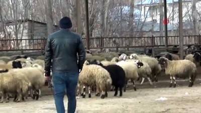 olumlu -  Erciş'te silahlı kavga: 1 ölü, 4 yaralı Videosu