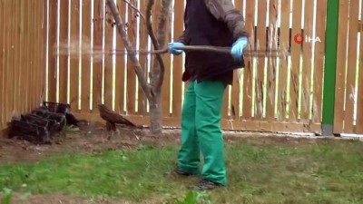 medikal -  Tedavileri tamamlanan güvercin ve şahin doğaya salındı Videosu