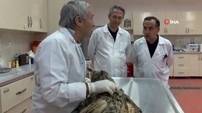  Yaralı halde bulunan kulaklı orman baykuşu tedavi altına alındı