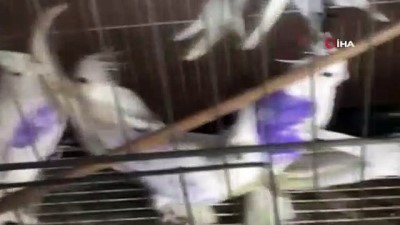 kacak hayvan -  Yasa dışı yollarla ülkeye sokulan 13 adet cins köpek yavrusu ve 9 adet sultan papağanı ele geçirildi  Videosu