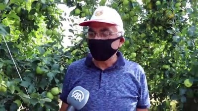 sparta - Isparta elması dalında satılması ve verimiyle yüz güldürüyor Videosu