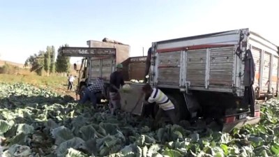 dogal afet - Lahanadaki verim ve kalite çiftçiyi sevindirdi - NİĞDE Videosu