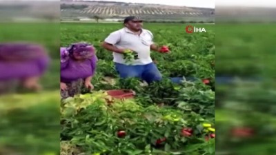 fedakarlik -  Ölen arkadaşlarının mahsulünü el birliğiyle topladılar Videosu