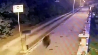 guvenlik kamerasi -  Sakarya’da mahalleye inen ayı panik oluşturdu Videosu
