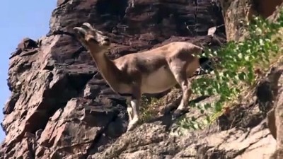 keci - Sürü halinde yaban keçileri görüntülendi - ERZURUM Videosu