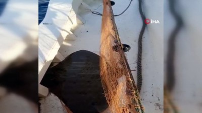 salmas -  Balıkçılar, ağlarına takılan vatozu denize saldılar Videosu