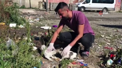 yavru kedi -  Bingöllü aşçıdan, çöp kenarlarında bulduğu yavru kedi ve köpeklere vefa Videosu