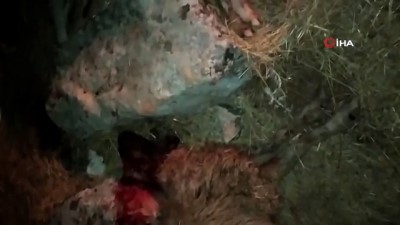  Şanlıurfa'da Zilasur bitkisi 150 hayvanı telef etti