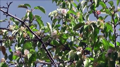 kiyamet -  - Sonbaharda elma ağacı çiçek açtı Videosu