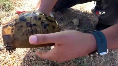 salmas -  Yangında mahsur kalan kaplumbağaları böyle kurtardılar Videosu