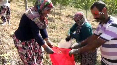ceviz agaci -  Bursa'da ceviz hasadı başladı: Yaşı 6, kurusu 17 liradan satılacak Videosu