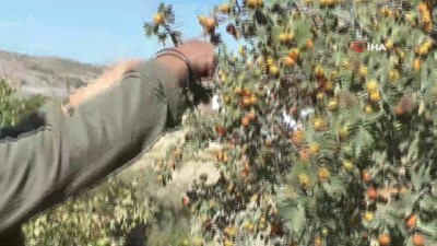 sifa deposu -  Doğadan gelen şifa deposu ‘Alıç’ da hasat başladı Videosu