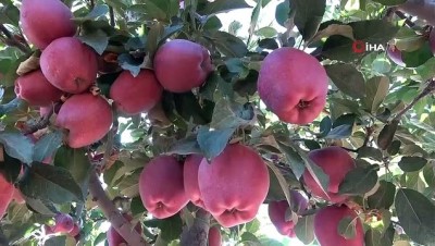soguk hava deposu -  Elazığ’da kırmızı elma hasadı başladı Videosu