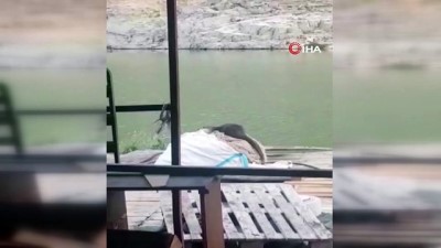 zindik -  Elazığ’da koruma altındaki su samuru görüntülendi Videosu