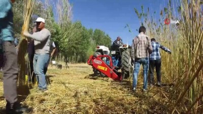 trisin -  Kayseri'de 250 dekar alanda kenevir ekildi, 50 dekar alanda kenevir hasadına başlandı Videosu