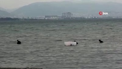 gocmen kuslar -  Kocaeli’de kaçak midye avcıları polisi görünce denize kaçtı Videosu