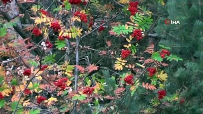 guney dogu -  Ormanağzı ve Dutlu köyleri endemik bitki zengini Videosu