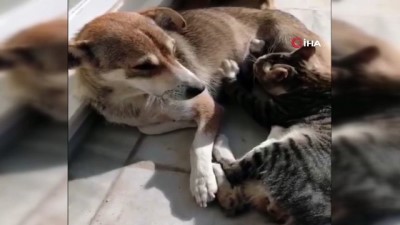 sokak kedisi -  Sokak köpeği kediye annelik yapıyor Videosu