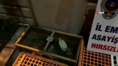  Sakarya’dan çaldıkları kümes hayvanları ile İstanbul’da yakalandılar