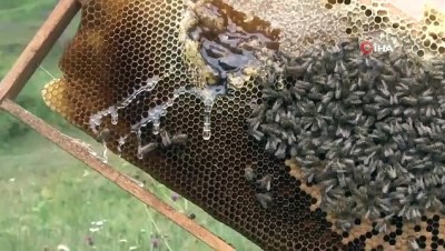  Yeni sezon Anzer Balları satışa çıktı