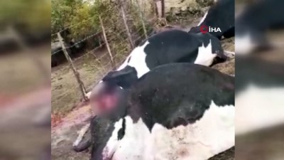 yildirim dusmesi -  Yıldırım düştü, 3 inek telef oldu Videosu