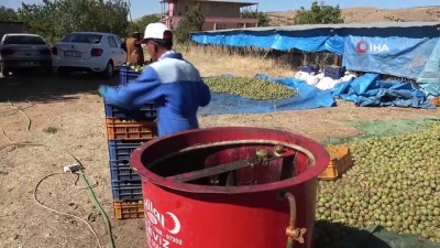 ceviz agaci -  Elazığ'da ceviz üretimi yüzde 100 arttı, yıllık 4 bin tona yaklaştı Videosu