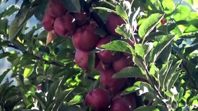sifa deposu -  İçi dışı kırmızı elma şifa deposu Videosu