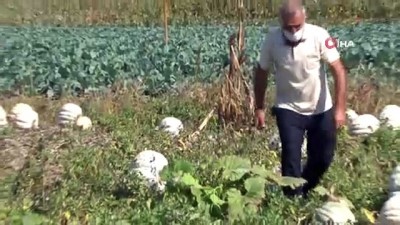 kabak tatlisi -  Lezzeti ile ön plana çıkan Sakarya kabağının hasadı başladı Videosu